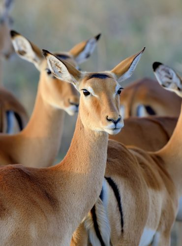 thomson-s-gazelle-on-savanna-in-africa-1.jpg